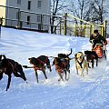 Trening on snow klubu zaprzęgowego Amberdog. Trasa treningowa na stadionie CKIS Pruszcz Gdański. #CkisPruszczGdański #PsieZaprzęgi #PsyZaprzęgowe #IgorTracz #traczer #OlgierdTracz #amberdog #maszer