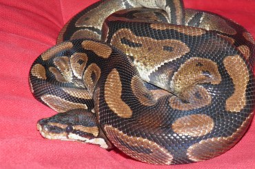 #zwierzęta #gady #fajne #natura