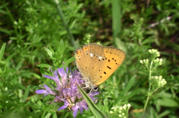 #przyroda #natura #sorux #motyl