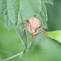 Zły pajączek #robaki #makro #owady #pająk