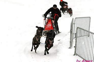 Amberdog trenuje na stdionie CKIS Pruszcz Gdański. Psy- Greystery. Sanie - Danler Hornet XC i Antipode Acrobat. #PsieZaprzęgi #greyster #ckis #PruszczGdański #IgorTracz #OlgierdTracz #AgataKaczyńska #traczer