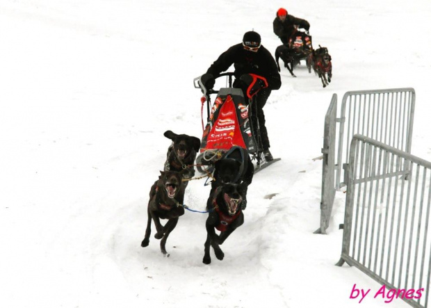 Amberdog trenuje na stdionie CKIS Pruszcz Gdański. Psy- Greystery. Sanie - Danler Hornet XC i Antipode Acrobat. #PsieZaprzęgi #greyster #ckis #PruszczGdański #IgorTracz #OlgierdTracz #AgataKaczyńska #traczer