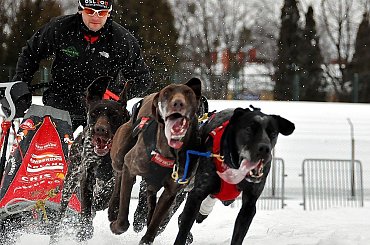 Amberdog trenuje na stdionie CKIS Pruszcz Gdański. Psy- Greystery. Sanie - Danler Hornet XC i Antipode Acrobat. #PsieZaprzęgi #greyster #ckis #PruszczGdański #IgorTracz #OlgierdTracz #AgataKaczyńska #traczer