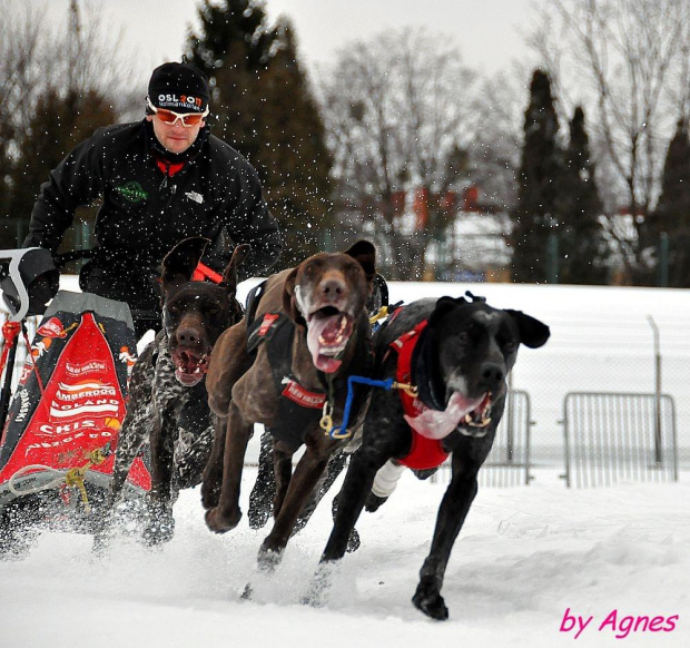 Amberdog trenuje na stdionie CKIS Pruszcz Gdański. Psy- Greystery. Sanie - Danler Hornet XC i Antipode Acrobat. #PsieZaprzęgi #greyster #ckis #PruszczGdański #IgorTracz #OlgierdTracz #AgataKaczyńska #traczer