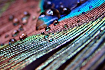 Pawie piórko i kropelki wody! ;) Sony H5 #Sony #makro #woda #krople #kropelki #pióro #paw