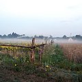 #Mgła #mazury #łąki #widoczki #Karwik