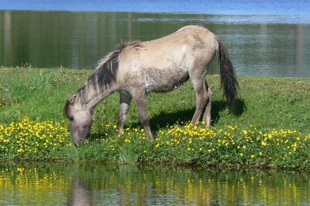 konik polski