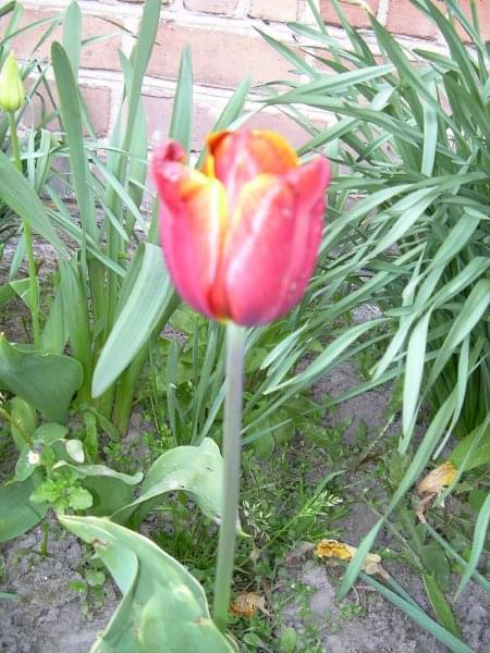 Ładniejszy od róży #tulipany #kwiaty #wiosna