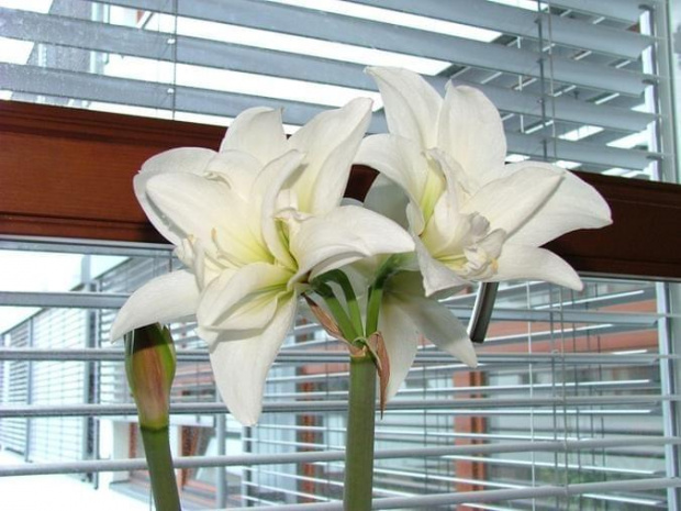 odmiana 'Jewel' - 29 marca 2008 #amarylis #Hippeastrum #hydroponika #Jewel