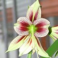 odmiana 'Papilio Butterfly' - 16 kwietnia 2008 #amarylis #Hippeastrum #hydroponika #PapilioButterfly