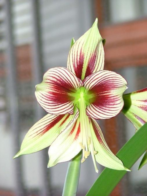 odmiana 'Papilio Butterfly' - 16 kwietnia 2008 #amarylis #Hippeastrum #hydroponika #PapilioButterfly