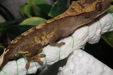 #RhacodactylusCiliatus #GekonOrzęsiony #CrestedGecko