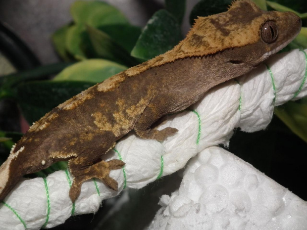 #RhacodactylusCiliatus #GekonOrzęsiony #CrestedGecko