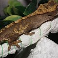 #RhacodactylusCiliatus #GekonOrzęsiony #CrestedGecko