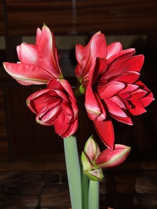 odmiana 'Double Dragon' - 26 stycznia 2009 #amarylis #DoubleDragon #Hippeastrum #hydroponika