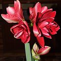 odmiana 'Double Dragon' - 26 stycznia 2009 #amarylis #DoubleDragon #Hippeastrum #hydroponika