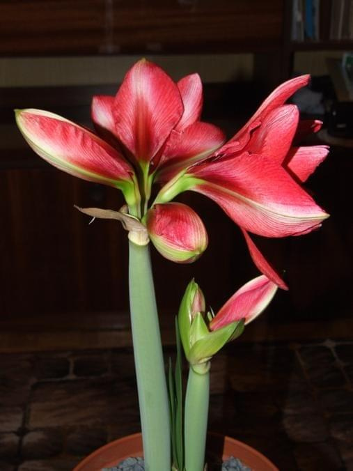 odmiana 'Double Dragon' - 25 stycznia 2009 #amarylis #DoubleDragon #Hippeastrum #hydroponika