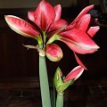 odmiana 'Double Dragon' - 25 stycznia 2009 #amarylis #DoubleDragon #Hippeastrum #hydroponika