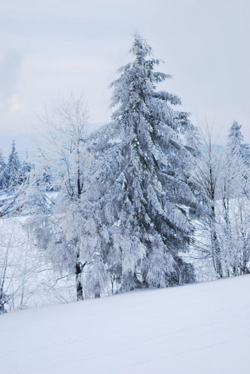 #zima #czechy #góry #śnieg #ZachódSłońca #drzewa