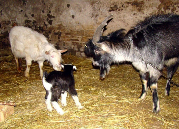 trzy "Gracjany" :)
Bubuś, Cypek i Batyr