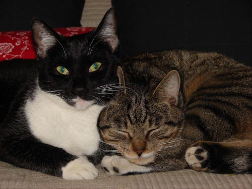 Milusia i Teng Siao Ping #kot #kotek #koty