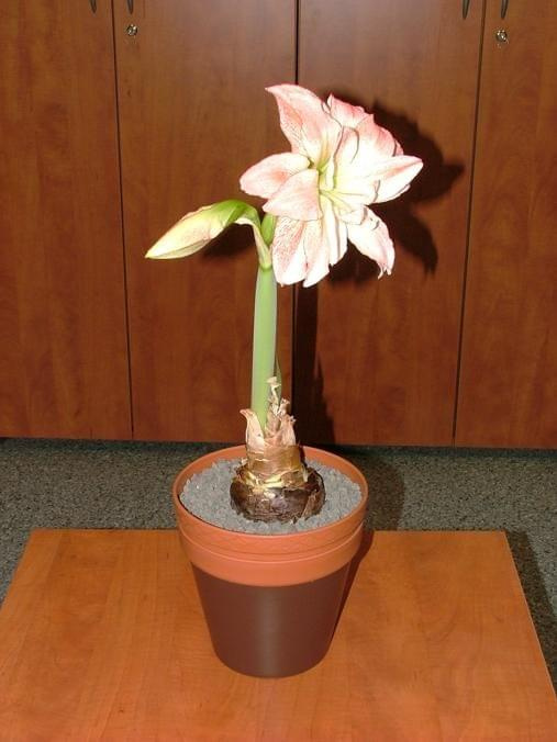 odmiana 'Aphrodite' - 3 lutego 2009 #amarylis #Aphrodite #Hippeastrum #hydroponika