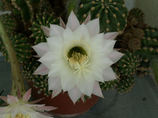 kwitnący kaktus #kaktus #kwiat