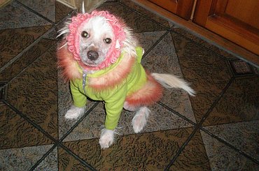 #rękodzieło #zrób to sam #robótki ręczne # ubrania# pies