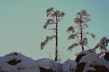 w Górach Stołowych, a konkretnie na Szczelińcu #Sudety #Stołowe #Szczeliniec