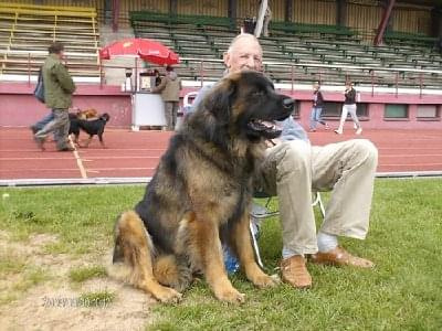 #leonberger #AptekaNatury