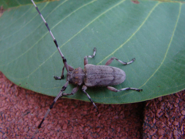 Tycz cieśla (Acanthocinus aedilis) #kózkowate #ogród #owady #przyroda #zwierzęta