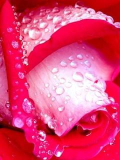 #kwiat #roślina #róża #ogród