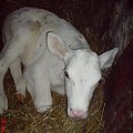 albino calf cielę cielak albinos biały white