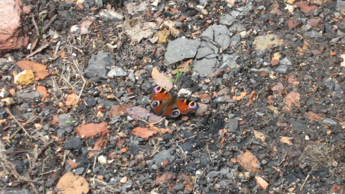 #motyl #motylek #owad #przyroda