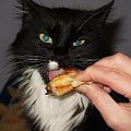 Fizia-mały diabełek #kot #kotek #kicia #pizza