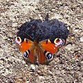 #motyle #owady #makro #PaźKrólowej #lato #natura