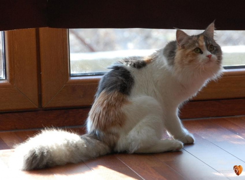 Olivka Marcowe Migdały*PL - 9,5 miesiąca - kotka syberyjska