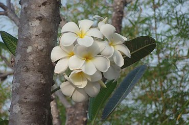 Urok ogrodu :D #ogrod