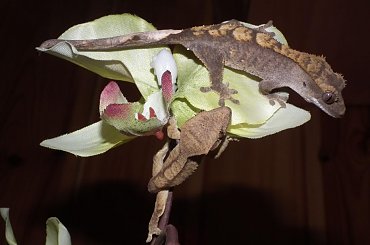 #RhacodactylusCiliatus #CrestedGecko #GekonOrzęsiony