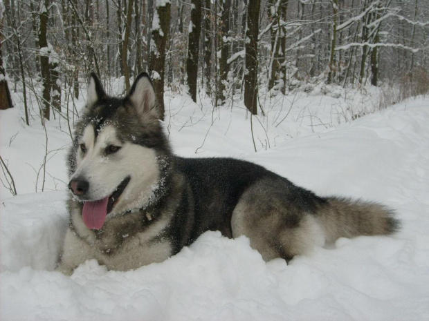 masza #AlaskanMalamute