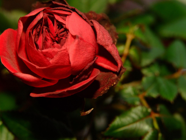 #Róża #kwiat #makro