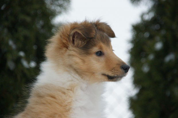 NESH SUNNY BOY Ze Skalni Vyhlidky
sheltie, www.ambersun-sheltie.pl #NESHSUNNYBOYZeSkalniVyhlidky