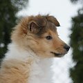 NESH SUNNY BOY Ze Skalni Vyhlidky
sheltie, www.ambersun-sheltie.pl #NESHSUNNYBOYZeSkalniVyhlidky