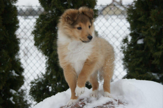 NESH SUNNY BOY Ze Skalni Vyhlidky
sheltie, www.ambersun-sheltie.pl #NESHSUNNYBOYZeSkalniVyhlidky