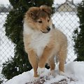 NESH SUNNY BOY Ze Skalni Vyhlidky
sheltie, www.ambersun-sheltie.pl #NESHSUNNYBOYZeSkalniVyhlidky