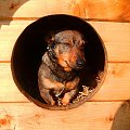 Zmęczony Piesek w Budzie #kundelek #mikus #kundel #zima #pies #dog #suka #suczka #młody #szczeniak #mróz #snieg #zaspy #miki #szaleństwo #uszy #nos #piesek #gryzon #luty #piesio #buda #ogon #łapy #zabawa