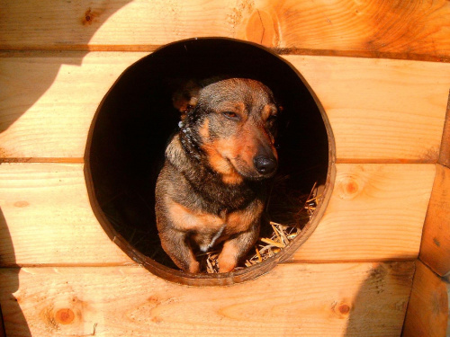 Zmęczony Piesek w Budzie #kundelek #mikus #kundel #zima #pies #dog #suka #suczka #młody #szczeniak #mróz #snieg #zaspy #miki #szaleństwo #uszy #nos #piesek #gryzon #luty #piesio #buda #ogon #łapy #zabawa