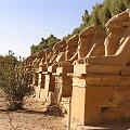 Świątynia w Karnaku, aleja procesyjna z 40 sfinksami o głowach barana #Egipt #egzotyczne #Kair #Karnak #Luksor