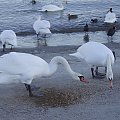 Bulwar - Gdynia