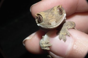 #RhacodactylusCiliatus #CrestedGecko #GekonOrzęsiony